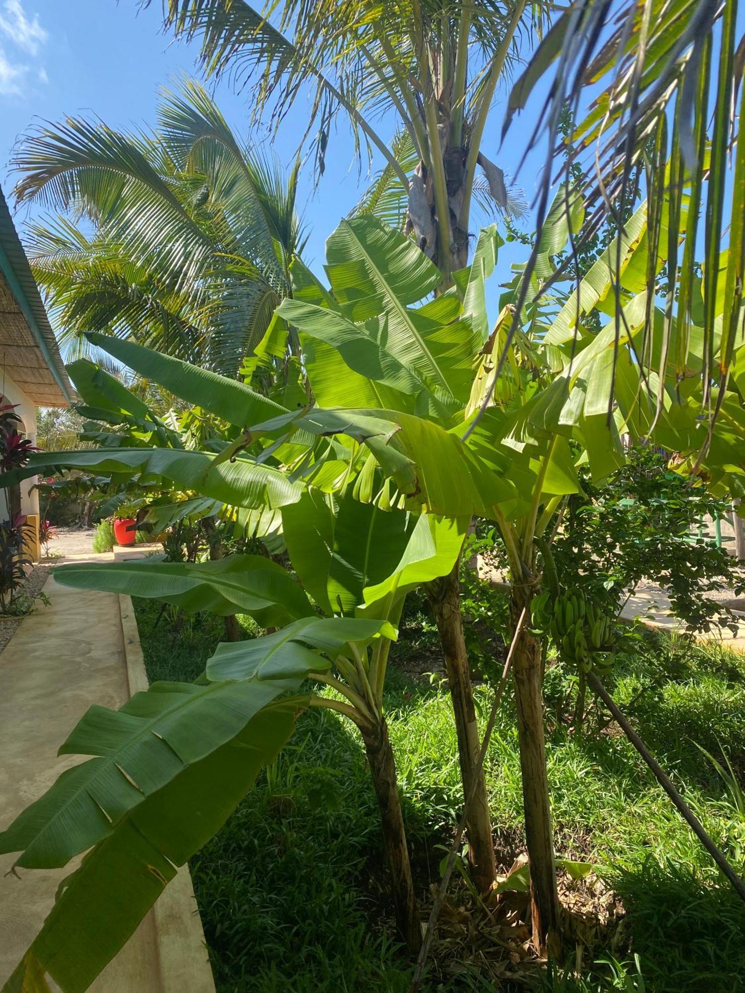 Shanti Yoga & Restaurant Kibigija